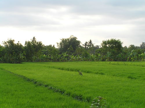 2005_indonesiatrip_125_2